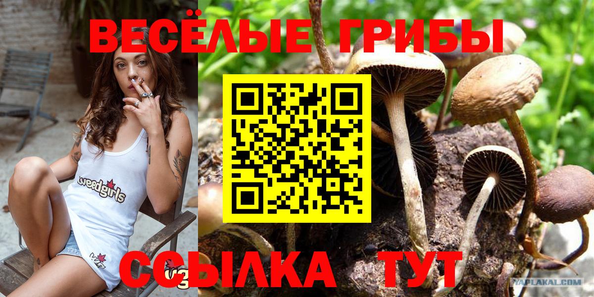 Галлюциногенные грибы мицелий Губаха